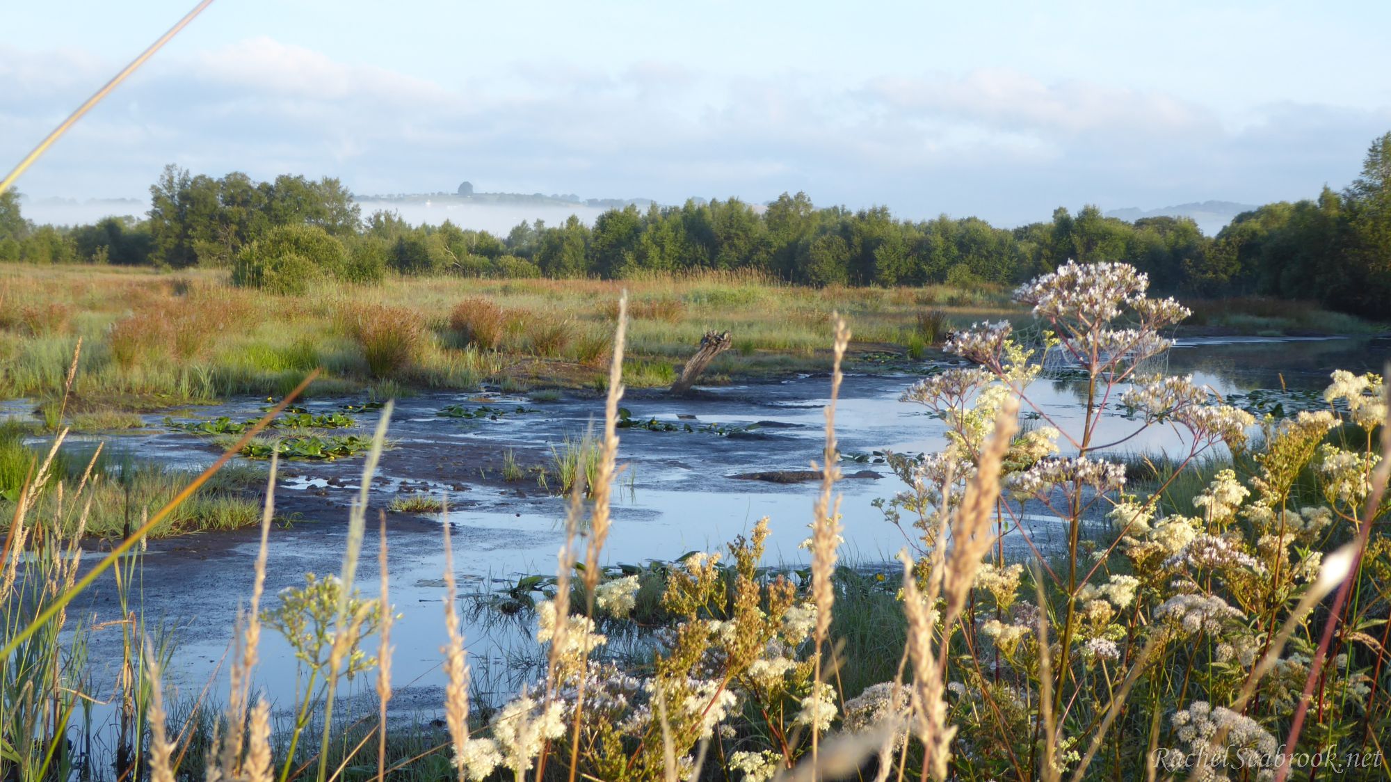 Stream running through marshland